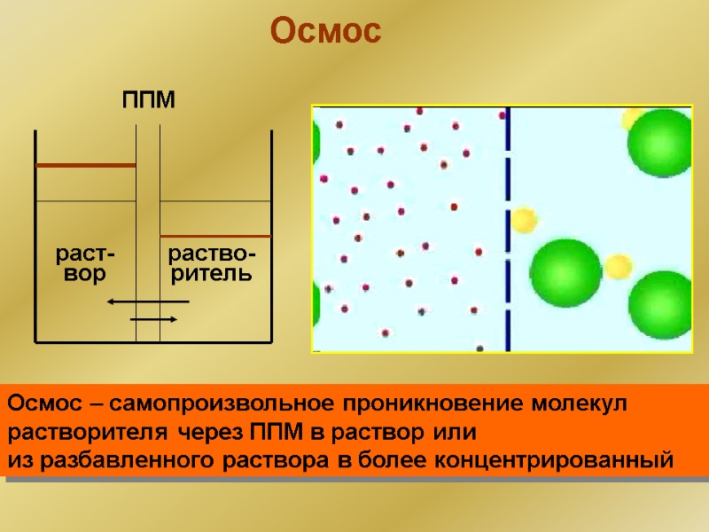 Осмос ППМ раст- вор раство- ритель Осмос – самопроизвольное проникновение молекул растворителя через ППМ